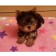 Yorkshire Terrier - Rüde