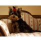 Yorkshire Terrier - Rüde