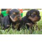Yorkshire Terrier - Rüde
