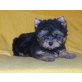 Yorkshire Terrier - Rüde