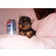 Yorkshire Terrier - Rüde