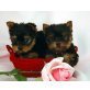 Yorkshire Terrier - Rüde
