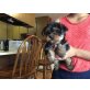 Yorkshire Terrier - Rüde