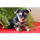 Yorkshire Terrier - Rüde