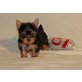 Yorkshire Terrier - Rüde