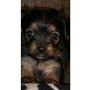 Yorkshire Terrier - Rüde