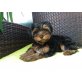 Yorkshire Terrier - Rüde