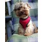 Yorkshire Terrier - Rüde
