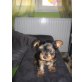 Yorkshire Terrier - Rüde