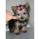 --, Yorkshire Terrier - Rüde