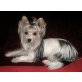 ---, Yorkshire Terrier - Rüde