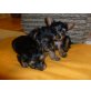 Yorkshire Terrier - Rüde