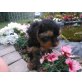 Yorkshire Terrier - Rüde