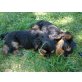 Yorkshire Terrier - Rüde
