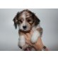 Yorkshire Terrier/Shi Tzu Welpen - Hündin