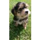 Yorkshire Terrier+Shih Tzu= SHORKIE - Rüde