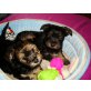 Yorkshire Terrier Welpen - Hündin