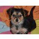Yorkshire Terrier Welpen - Hündin