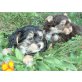 Yorkshire Terrier Welpen - Hündin