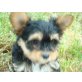 Yorkshire Terrier Welpen - Hündin