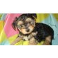 Yorkshire Terrier Welpen - Hündin