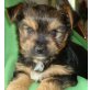 Yorkshire Terrier Welpen - Hündin