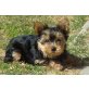 Yorkshire Terrier Welpen - Hündin