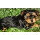 Yorkshire Terrier Welpen - Hündin