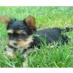 Yorkshire Terrier Welpen - Hündin