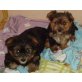 Yorkshire Terrier Welpen - Hündin