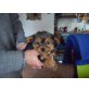 Yorkshire Terrier Welpen - Hündin