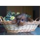 Yorkshire Terrier Welpen - Hündin