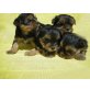 Yorkshire Terrier Welpen - Hündin