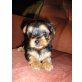 Yorkshire Terrier Welpen - Hündin