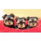 Yorkshire Terrier Welpen - Hündin