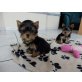 Yorkshire Terrier Welpen - Hündin