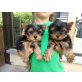 Yorkshire Terrier Welpen - Hündin