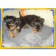 Yorkshire Terrier Welpen - Hündin