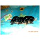 Yorkshire Terrier Welpen - Hündin