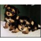 Yorkshire Terrier Welpen - Hündin