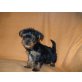 Yorkshire Terrier Welpen - Hündin