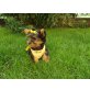 Yorkshire Terrier Welpen - Hündin