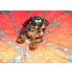 Yorkshire Terrier Welpen - Hündin