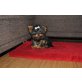 Yorkshire Terrier Welpen - Hündin