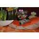 Yorkshire Terrier Welpen - Hündin