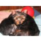 Yorkshire Terrier Welpen - Hündin