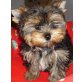 Yorkshire Terrier Welpen - Hündin