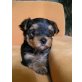 Yorkshire Terrier Welpen - Hündin