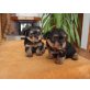 Yorkshire Terrier Welpen - Hündin