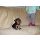 Yorkshire Terrier Welpen - Hündin
